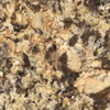 Gold Persa